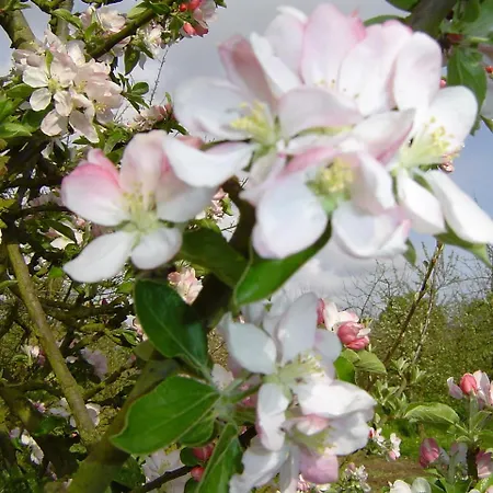 Bed and Breakfast Bethanie