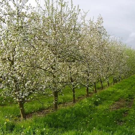 Bethanie לינה וארוחת בוקר Firfol