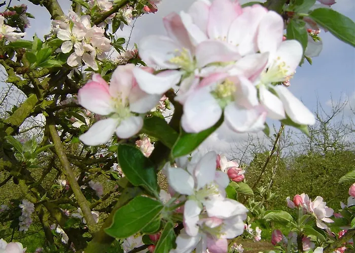 Bed & Breakfast Bethanie