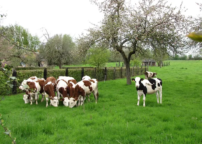 Bed & Breakfast Bethanie Firfol