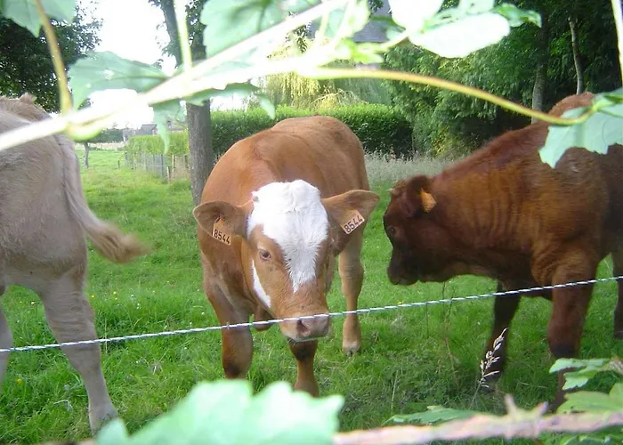 Bed & Breakfast Bethanie